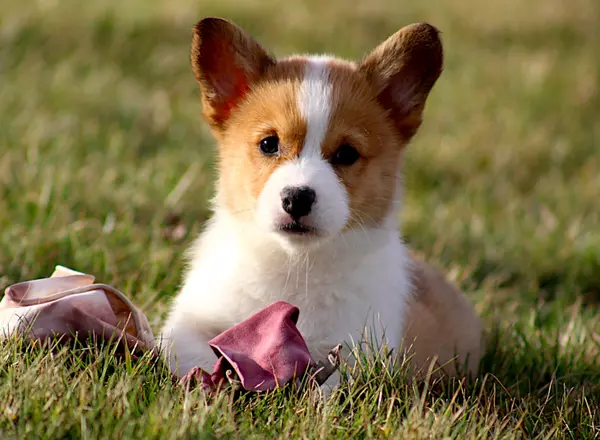 Welsh Corgi -Pembroke - Cammi