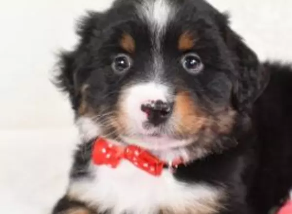 Miniature Australian Shepherd - Shadow