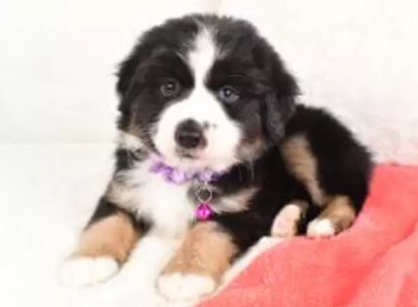 Miniature Australian Shepherd - Sandra