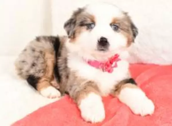 Miniature Australian Shepherd - Sasha