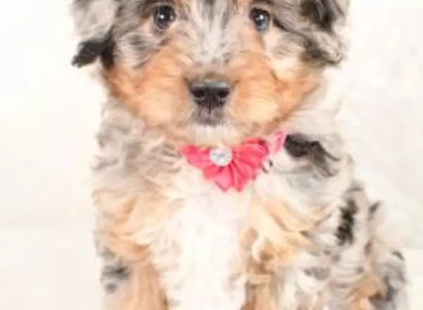 Mini Aussiedoodle - Chloe