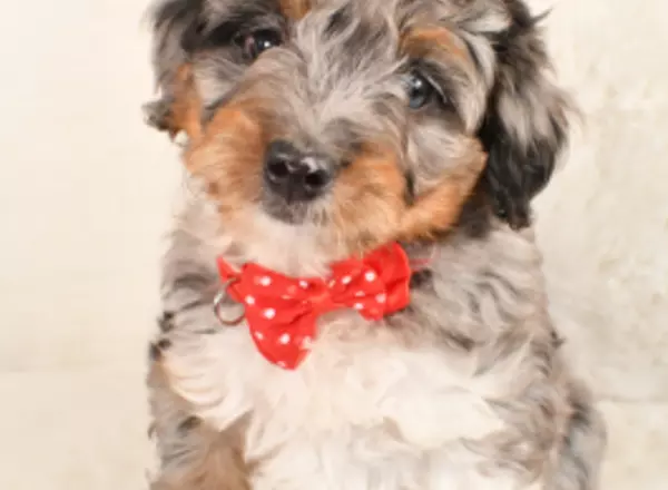 Mini Aussiedoodle - Copper