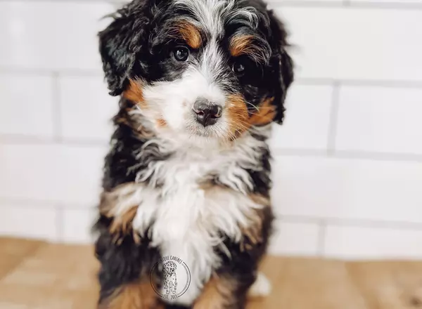 Mini Bernedoodle - Auld