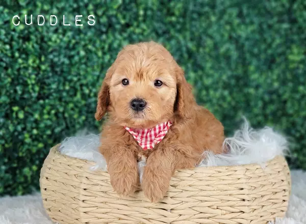 Mini Goldendoodle - CUDDLES