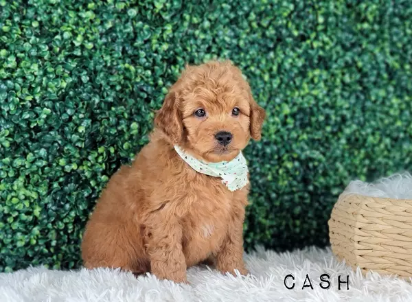 Mini Goldendoodle - CASH