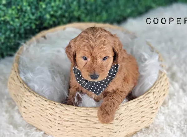 Mini Goldendoodle - COOPER