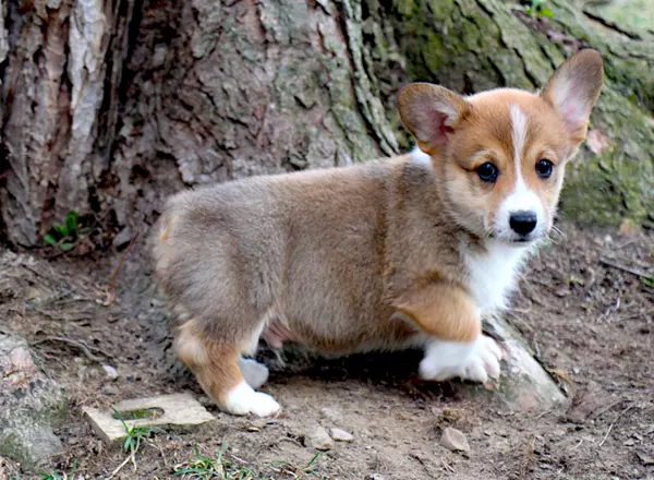 Welsh Corgi -Pembroke - Balto