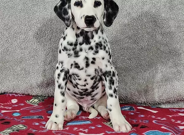 Dalmatian - Roscoe