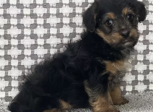 Yorkiepoo - Hawkeye