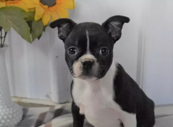 Boston Terrier - Havanna