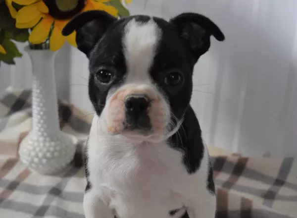 Boston Terrier - Heather