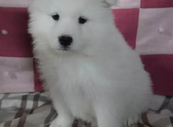 Samoyed - Buster