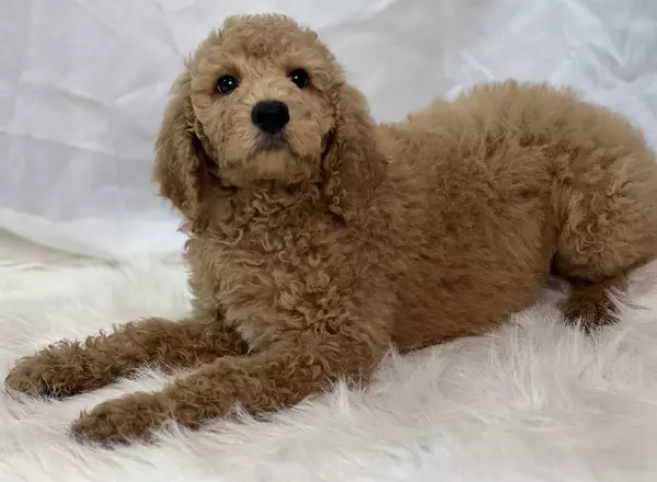 Standard Poodle - Stella