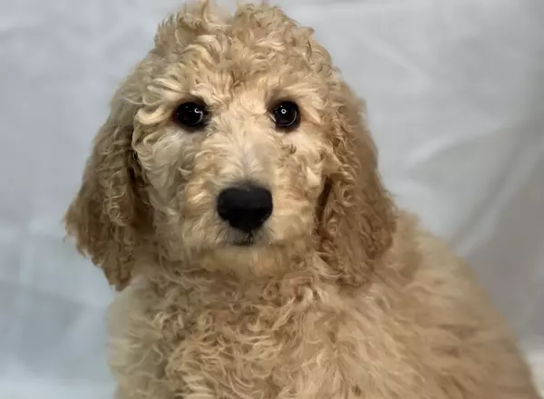 Standard Poodle - Josie