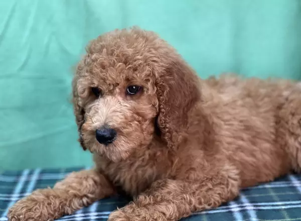 Standard Poodle - Paris