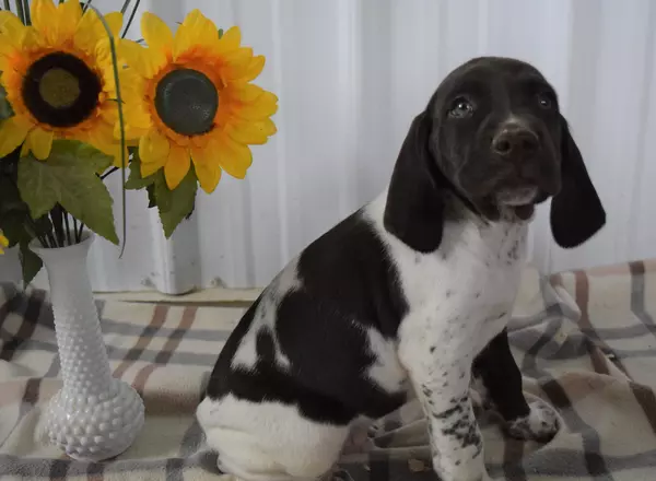 German Shorthaired Pointer - Friskey