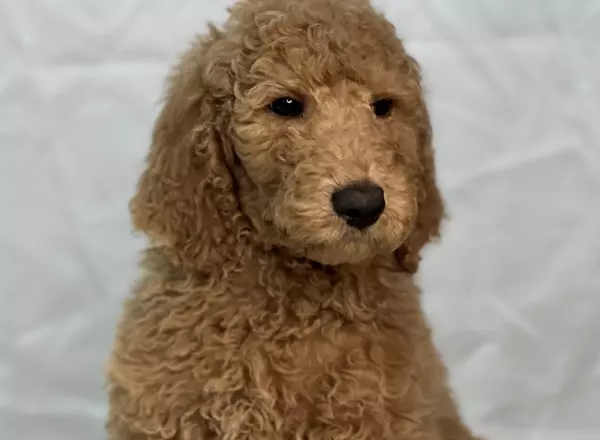 Standard Poodle - Thor