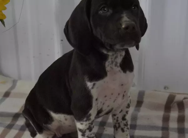 German Shorthaired Pointer - Fudge