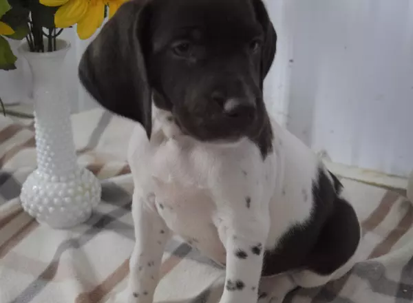 German Shorthaired Pointer - Fancy