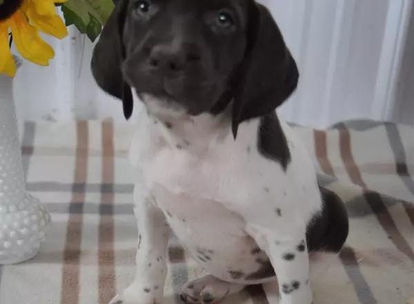 German Shorthaired Pointer - Faith