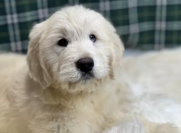 Goldendoodle - Poppy