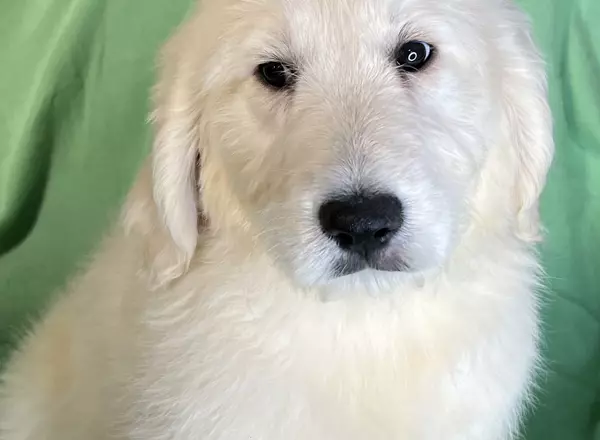 Goldendoodle - Lucky