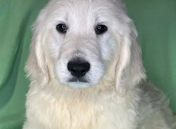 Goldendoodle - Chappy