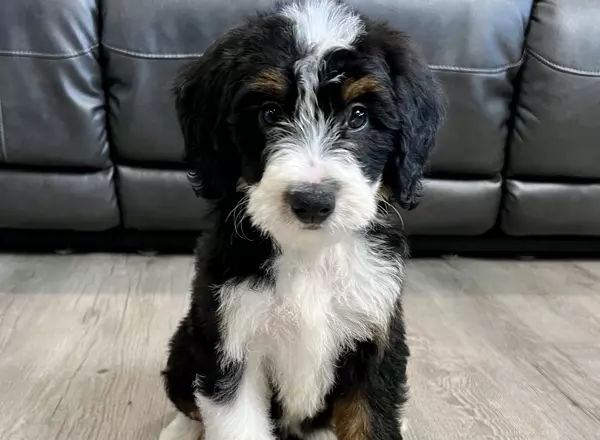 Mini Bernedoodle - Kate