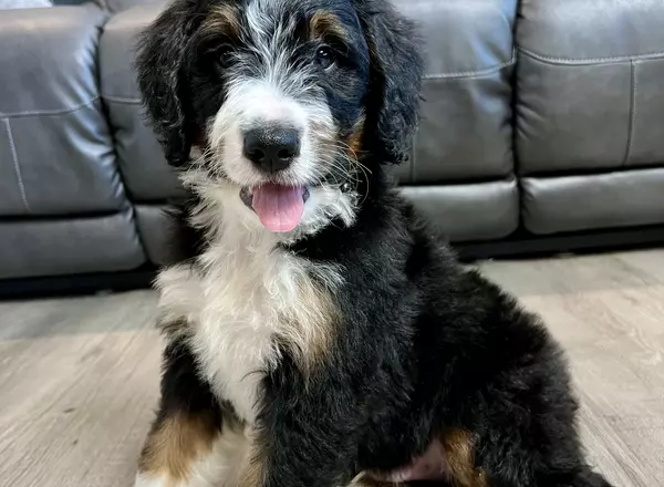 Mini Bernedoodle - Garrett