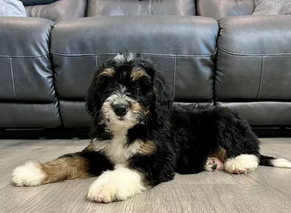 Mini Bernedoodle - River