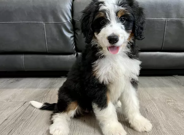 Mini Bernedoodle - Mindy