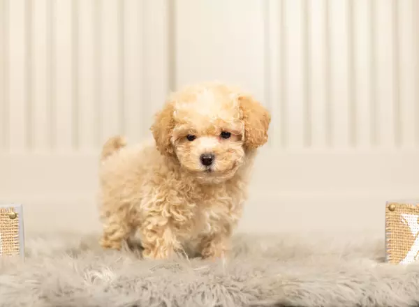 Maltipoo - Vincent