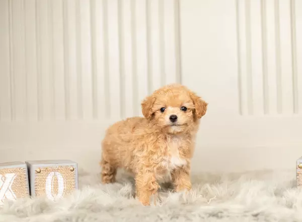 Maltipoo - Jelly Bean