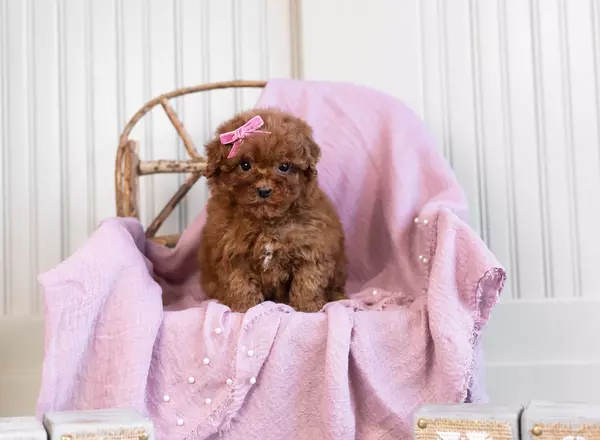 Toy Poodle - AKC ANNABELL