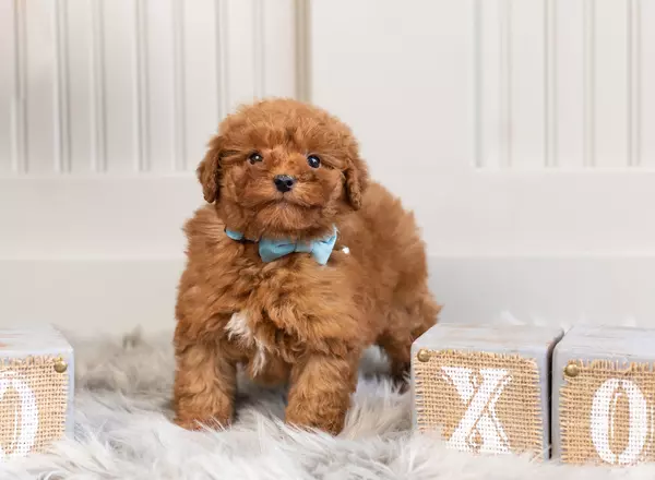 Toy Poodle - Tiny Axel