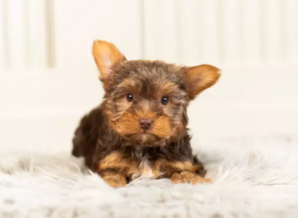 Yorkshire Terrier - Prada