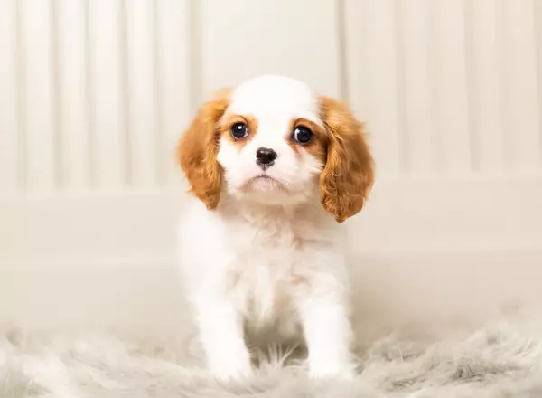 Cavalier King Charles Spaniel - Monte