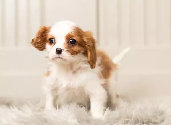 Cavalier King Charles Spaniel - Tinker