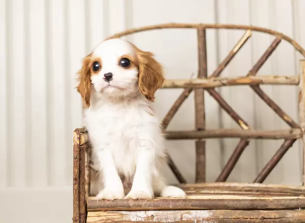 Cavalier King Charles Spaniel - Tater