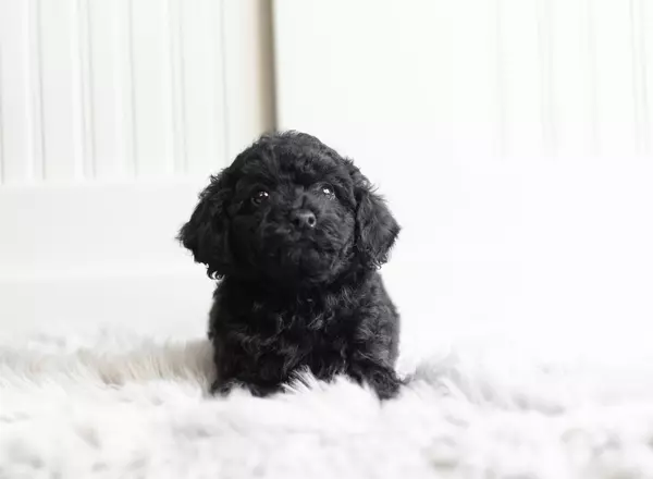 Toy Poodle - Pearl