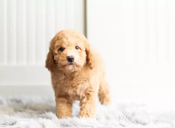 Toy Poodle - Ruby