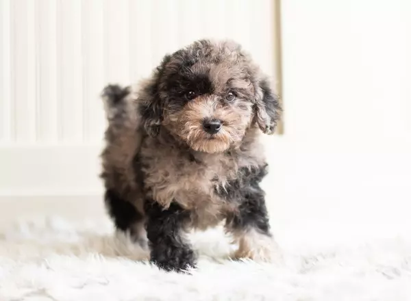 Toy Poodle - Diamond