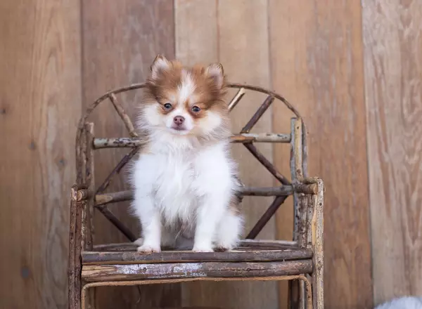 Pomeranian - Pebble