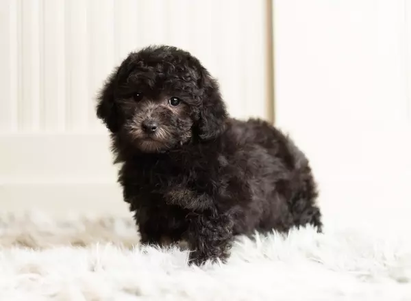 Toy Poodle - Bowen