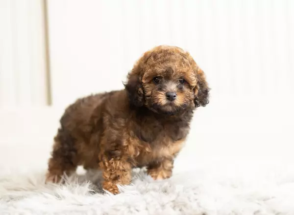 Toy Poodle - Indy