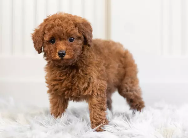 Toy Poodle - Kylee