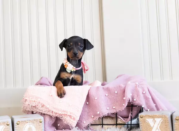 Doberman Pinscher - Miniature Pinscher Zena