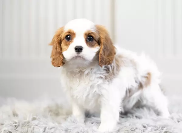 Cavalier King Charles Spaniel - Twinkie