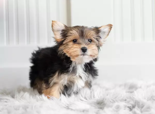 Yorkshire Terrier - Jazzie