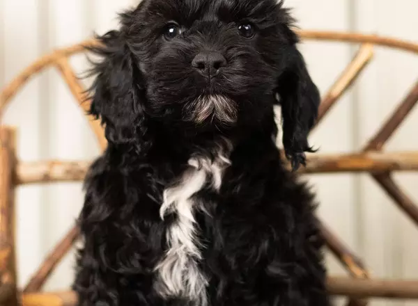 Cockapoo - Marley